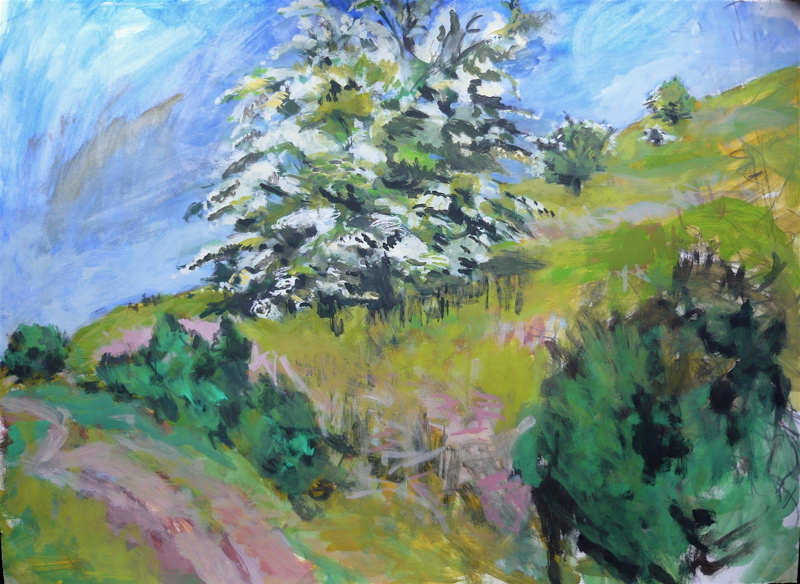 Hawthorn In Blossom, Mynydd Troed I  - June 2009