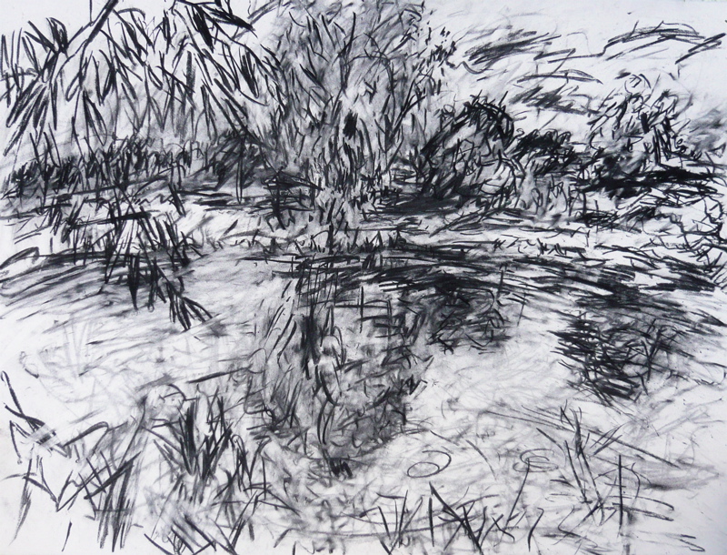 Willow at the Warren, charcoal - July 2009