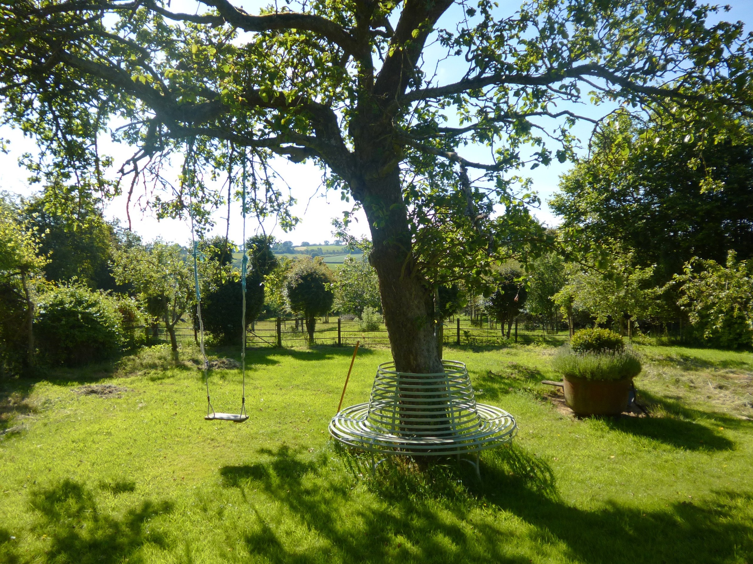 Apple tree, orchard behind