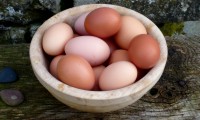 Eggs