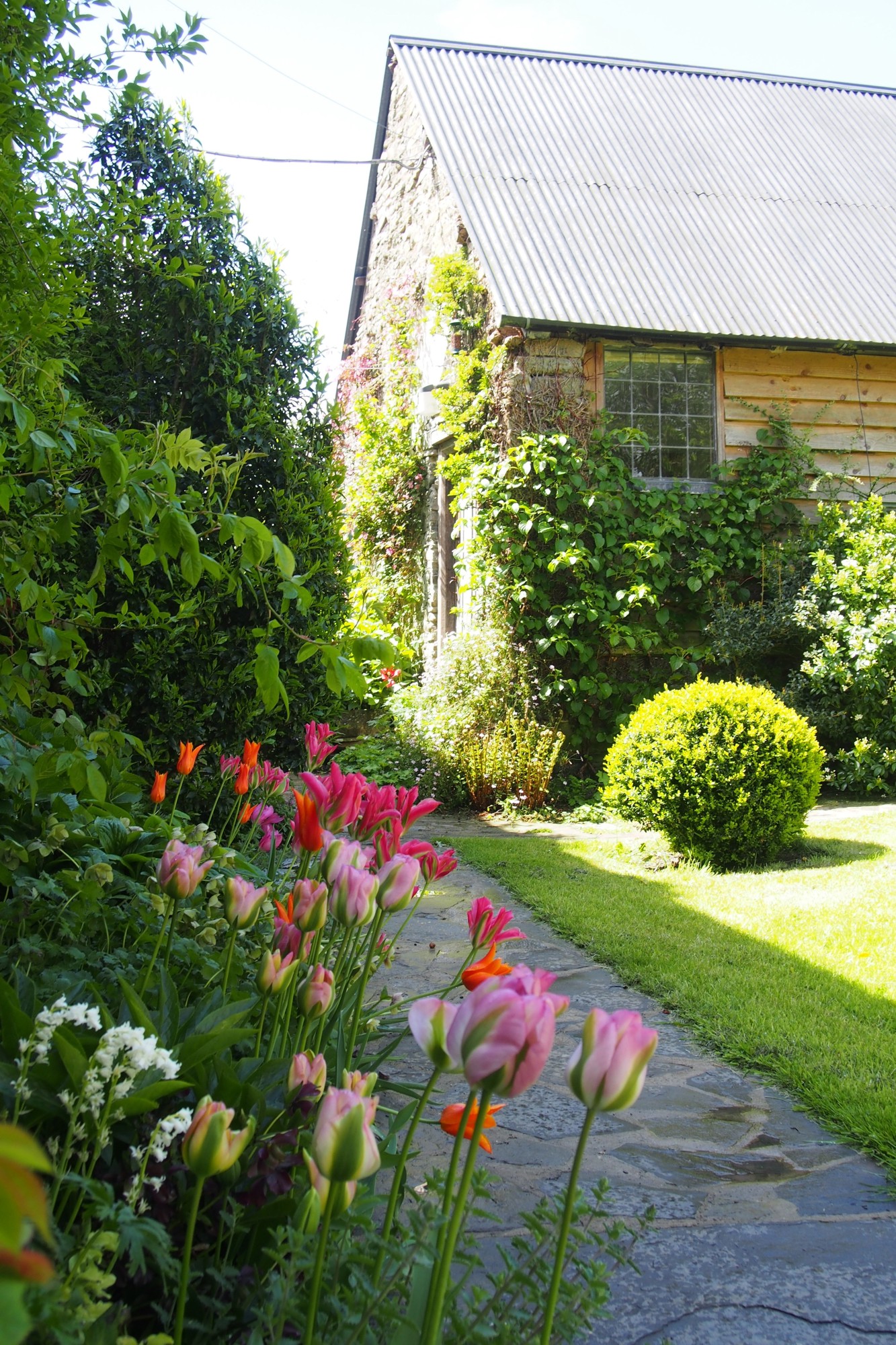 The annexe, tulips